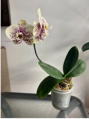 Phalaenopsis Orchid plant NOT IN BLOOM now - UNIQUE YELLOW/LIME LARGE BLOOMS!